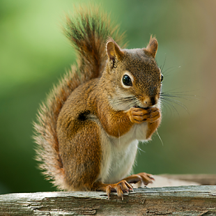We Asked 5 Squirrels At Stanford “Why Do You Want To Go Into Tech ...